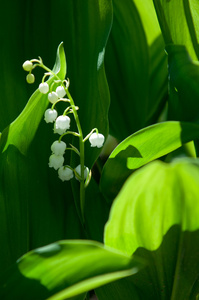 山谷的百合花