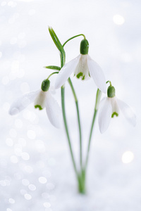 三个可爱的雪花莲的花软焦点图片