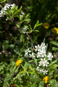 桃花苹果树