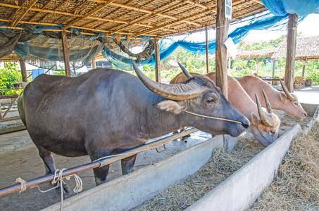 在一个农场里，泰国的水牛