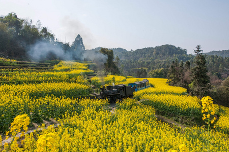 在乐山市旅游，四川犍为嘉洋小火车车站芥花籽油花蜂岩石之间的小火车