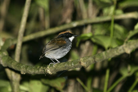 黑颊 gnateater，食蚊鸟大多数 melanops