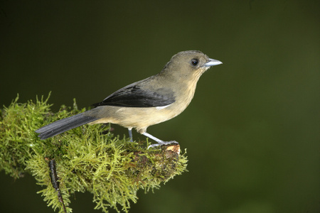 黑什么用场  山雀，trichothraupis melanops