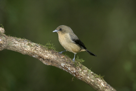 黑什么用场  山雀，trichothraupis melanops