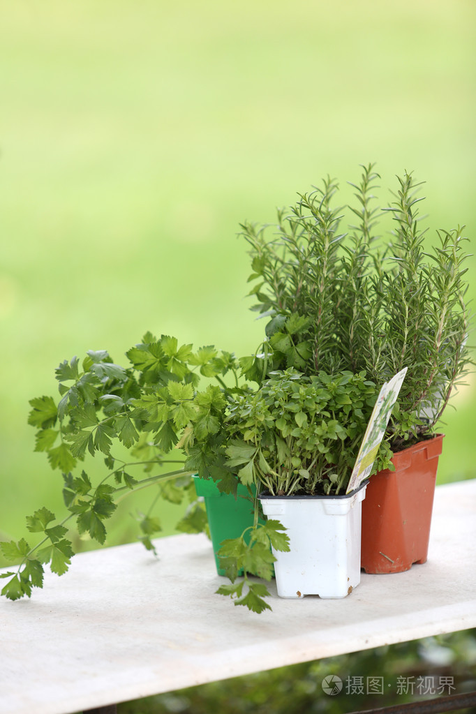 芳香植物放桌上