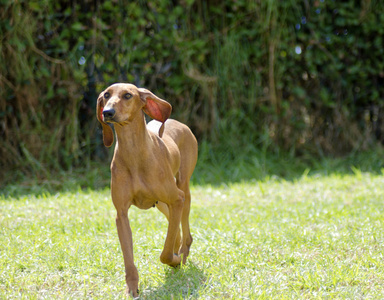 意大利猎犬图片