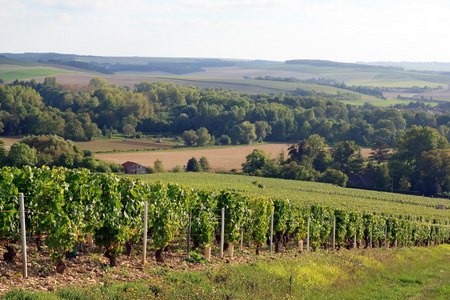 附近欧塞尔勃艮第葡萄酒的葡萄藤法国夏布利葡萄酒的葡萄园