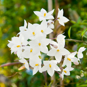 花不