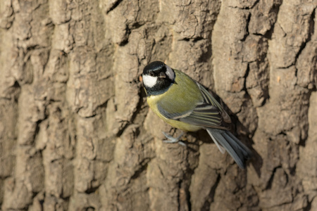 一棵树上 titmouse