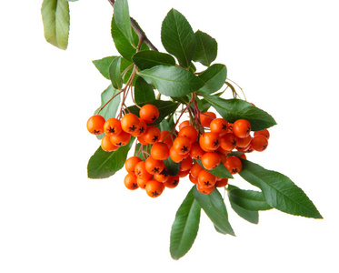 火棘火棘橙色浆果用绿色的树叶，孤立在白色