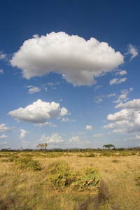 samburu 景观