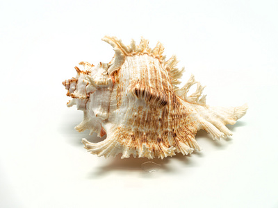 在白色背景上的海贝壳