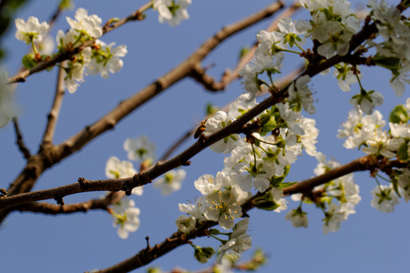 盛开的樱花树与蜜蜂