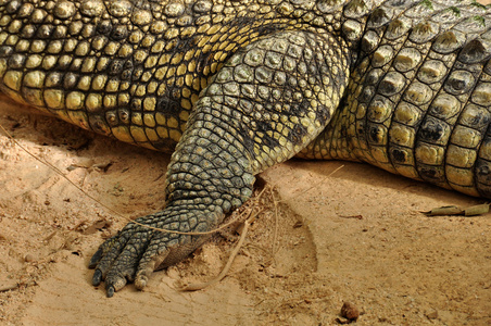 尼罗河鳄鱼爪和皮肤细节图片