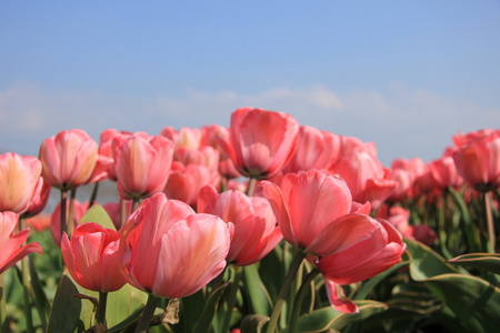 rosa tulpaner och bl himmel