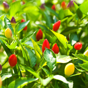 红辣椒对植物的影响选择性聚焦