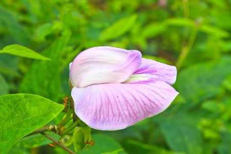 豌豆花或蝴蝶豌豆