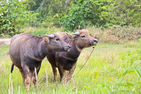 亚洲国内水牛图片
