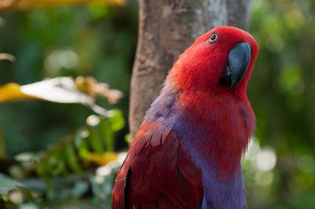 红鹦鹉的特写照片