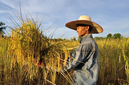 泰国稻田里收割稻子的农民