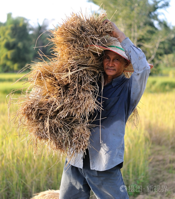 泰国稻田里收割稻子的农民