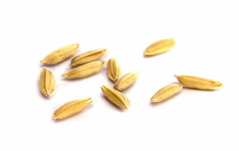 水稻种子图片-水稻种子素材-水稻种子插画-摄图新视界