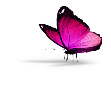 Rosa lila Schmetterling auf weiem Hintergrund