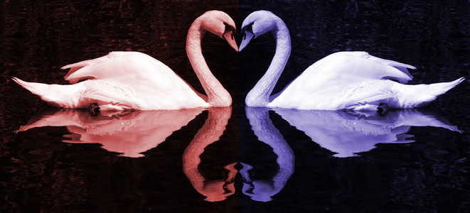 红色和蓝色的天鹅的心