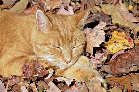 猫睡在树叶