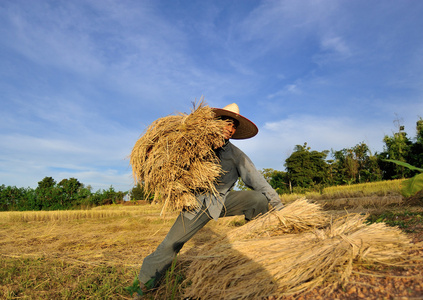 泰国稻田里收割稻子的农民图片