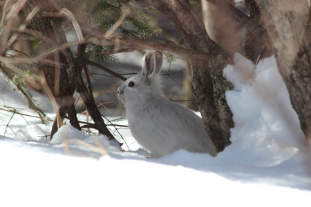 雪野兔