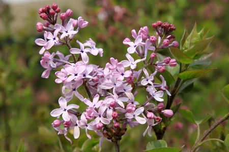 丁香花