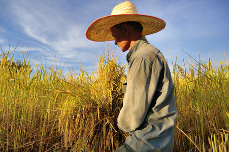 泰国稻田里收割稻子的农民