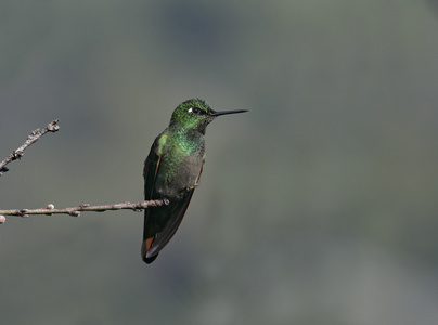 巴西的红宝石，clytolaema rubricauda