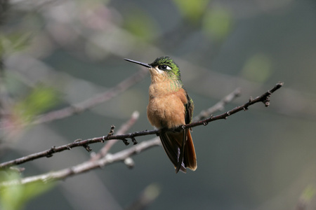 巴西的红宝石，clytolaema rubricauda