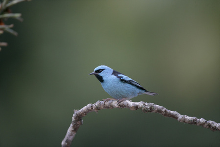 蓝 dacnis，dacnis cayana