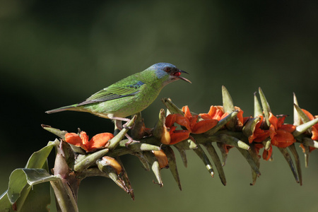 蓝 dacnis，dacnis cayana