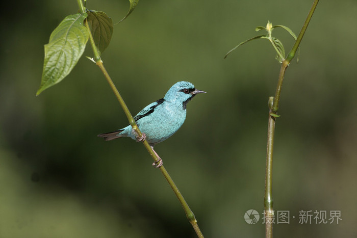 蓝 dacnis，dacnis cayana