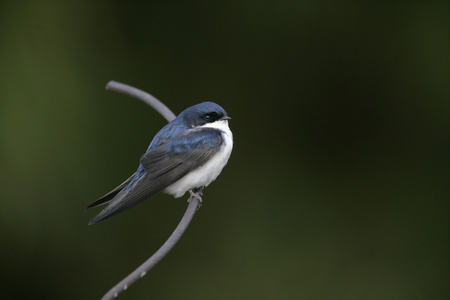 蓝色和白色的小燕子，notiochelidon cyanoleuca