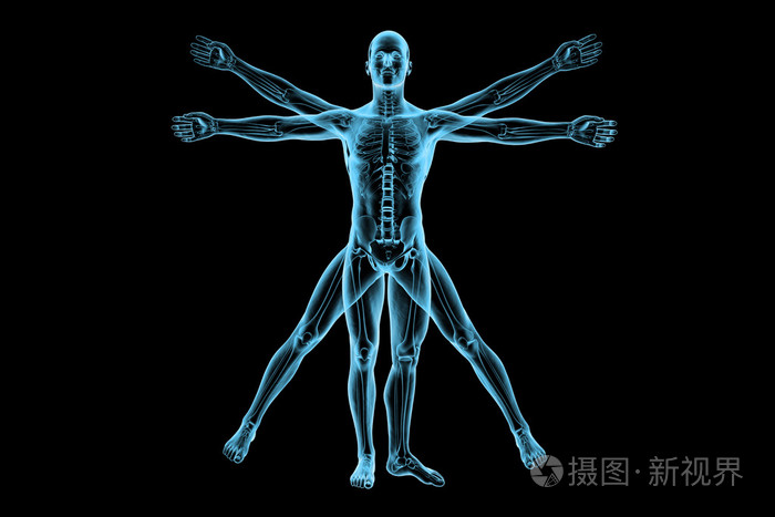 维特鲁威人骨架为研究照片 正版商用图片1dubo7 摄图新视界