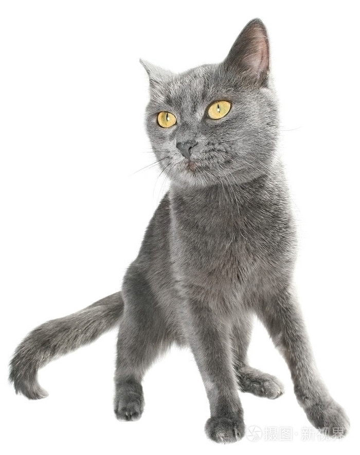 灰猫