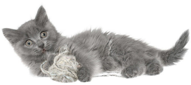 孤立的小的灰色长发小猫坐图片
