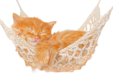 红头发的小猫睡在吊床上