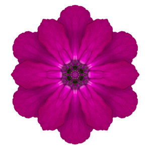 紫色千变万化的樱草花曼陀罗上白色孤立