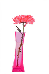 红菊花插在花瓶里