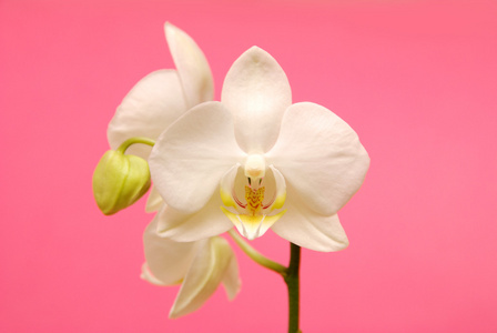 粉红色的背景上的白色兰花
