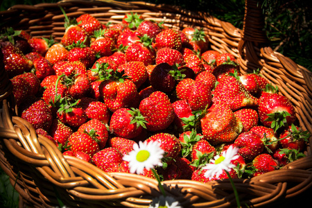 草莓在篮子里