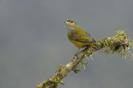 栗腹 euponia，euphonia 胸大肌