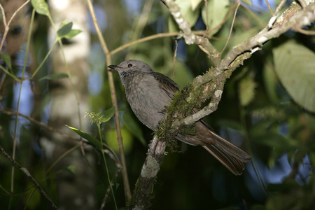 肉桂发泄狮子山，lipaugus lanioides