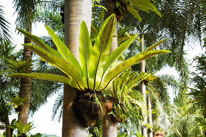 鸟巢蕨照片 正版商用图片1dujz2 摄图新视界